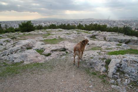 Stray dog - Pnyx – The hill between Acropolis and Piraeus